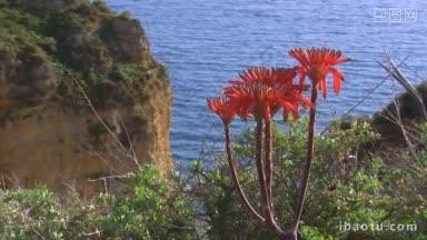红色的花朵落在悬崖上绿色的悬崖上蓝色的<strong>岩石</strong>上